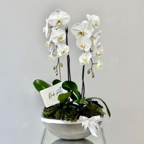 1 JLF White Phalaenopsis Orchids 230