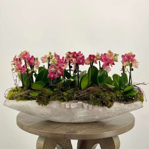 12 Mini Fuchsia Orchids 295