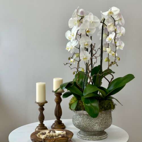 15 Satin Orchid Love 330