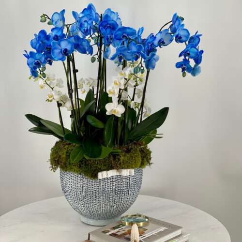 16 JLF Blue Orchids In Medium Size 420