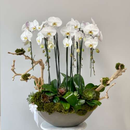 17 J’Adore Orchid Garden 450