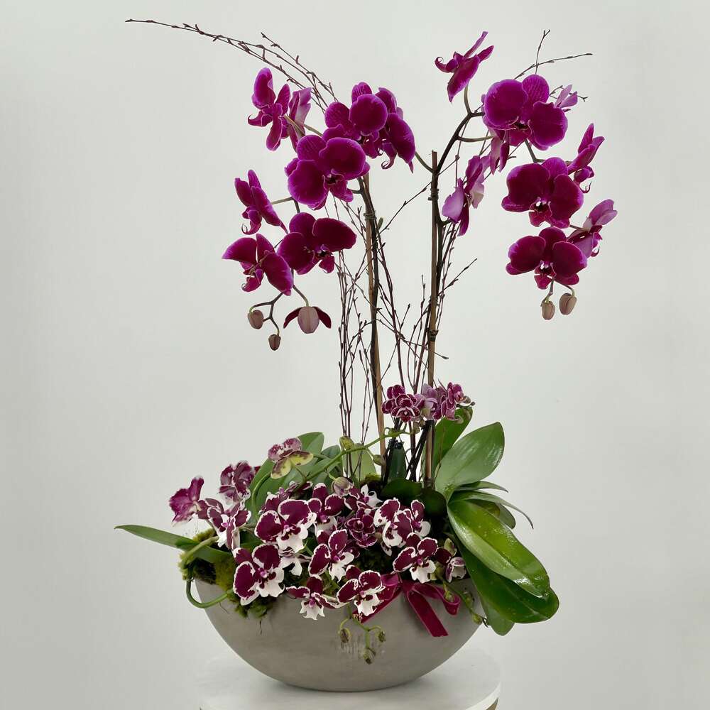 Amethyst Orchids Plant by Black Petals Flowers Shop Dubai